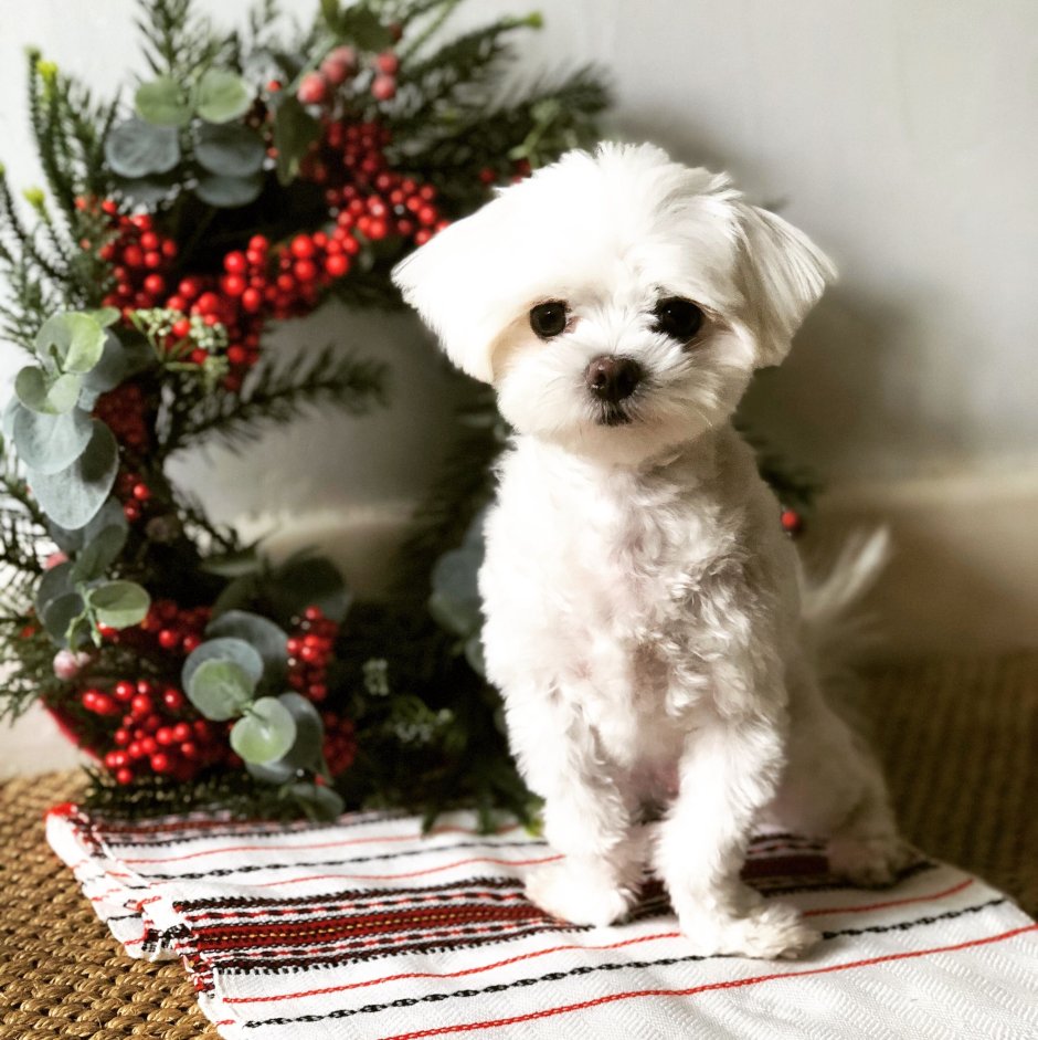 Собачка Мальтийская болонка