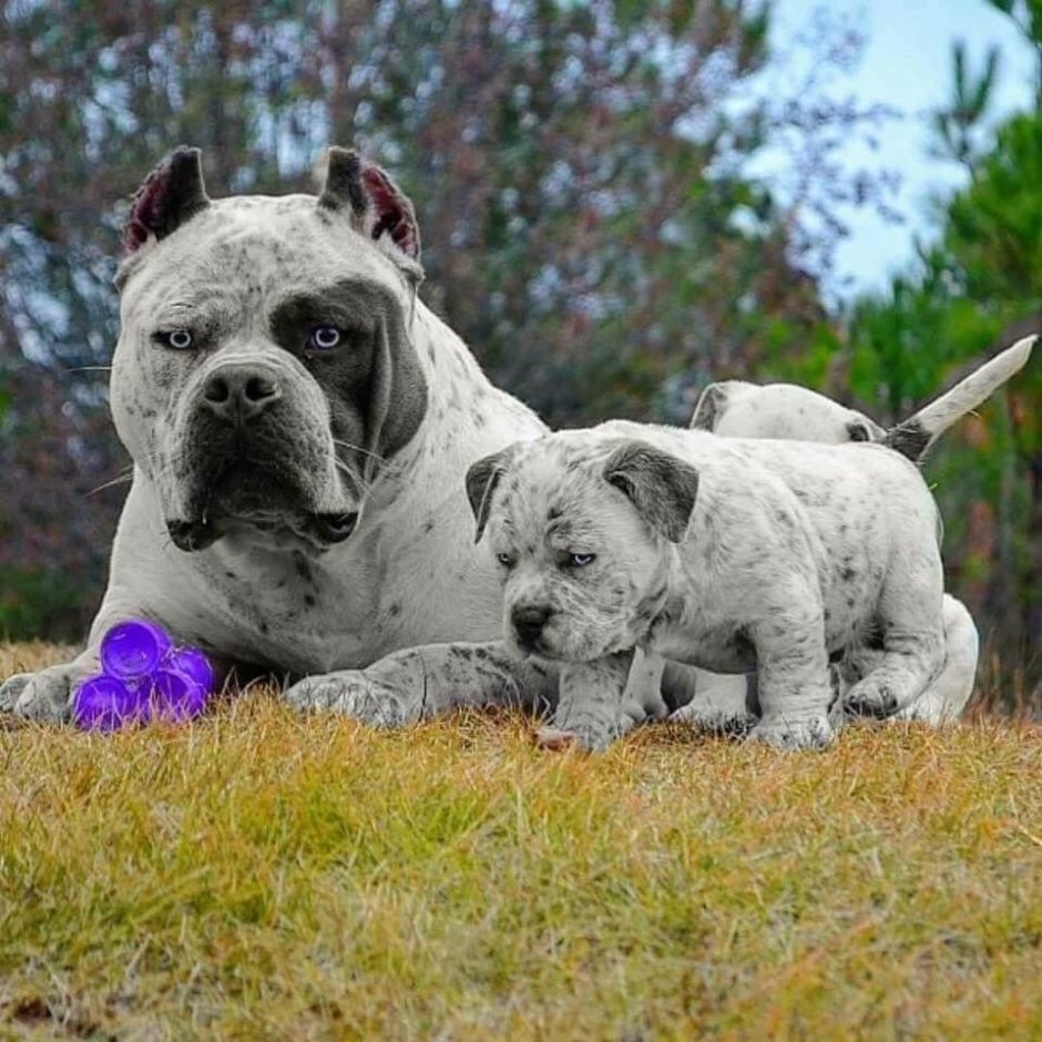 Мальтийская болонка Teacup