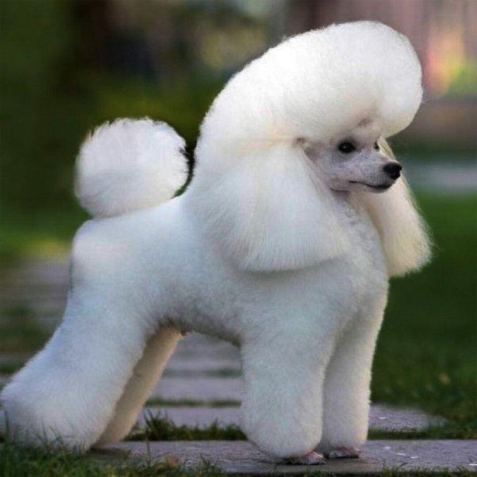 Имена для собак девочек редкие и красивые