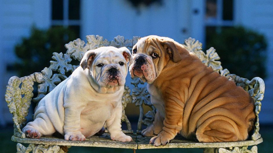 Кавалер Кинг Чарльз спаниель маленький