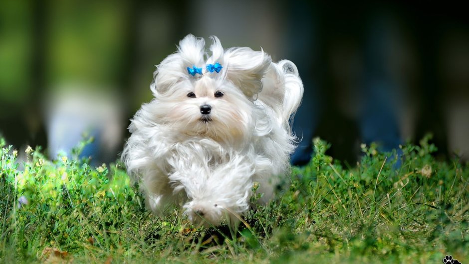 Белая собака порода самоед