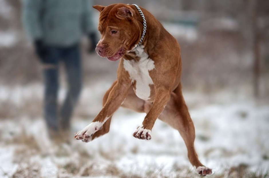 Питбуль рыжий