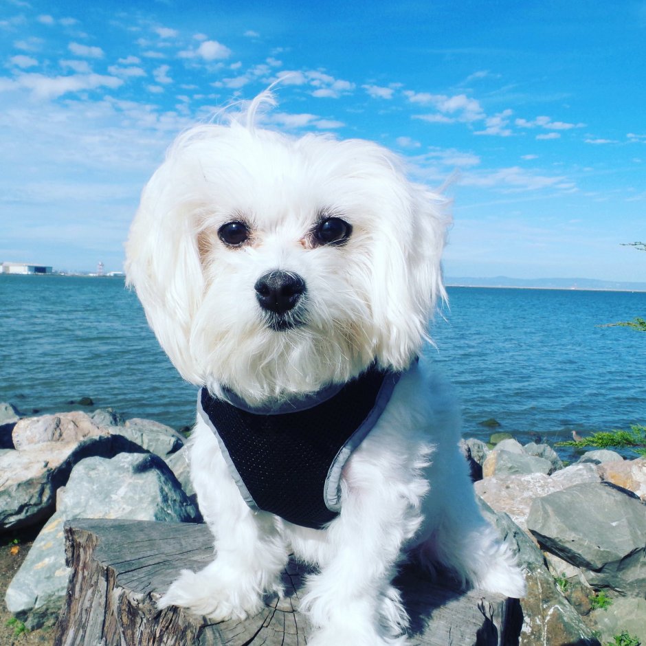 Австралийская овчарка агути