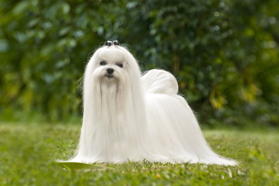 Собака Мальтийская болонка