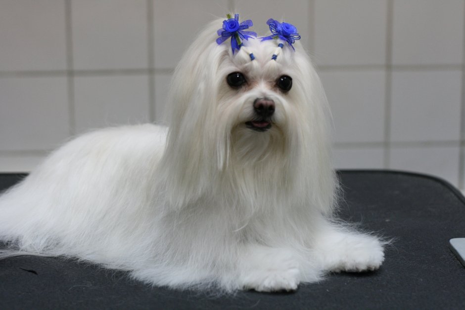 Аргентинский стаффордширский терьер