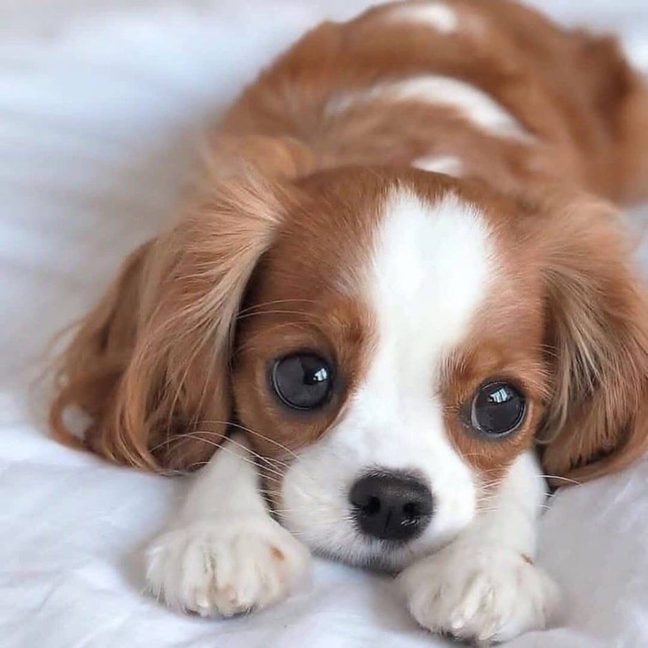 Американский булли терьер