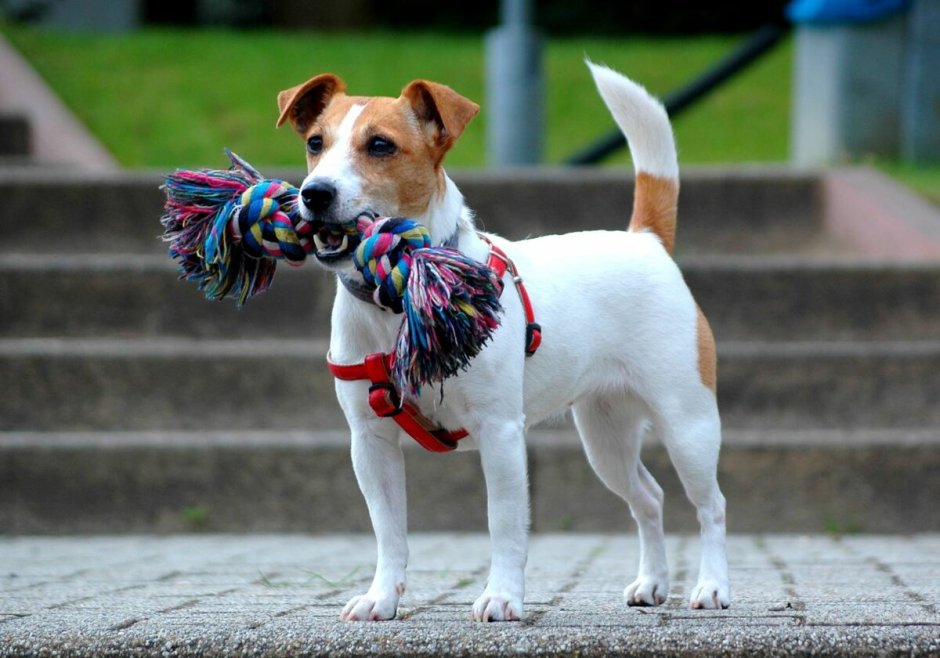 Порода собак Джек Рассел