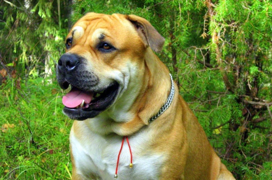 Венгерская пастушья Муди