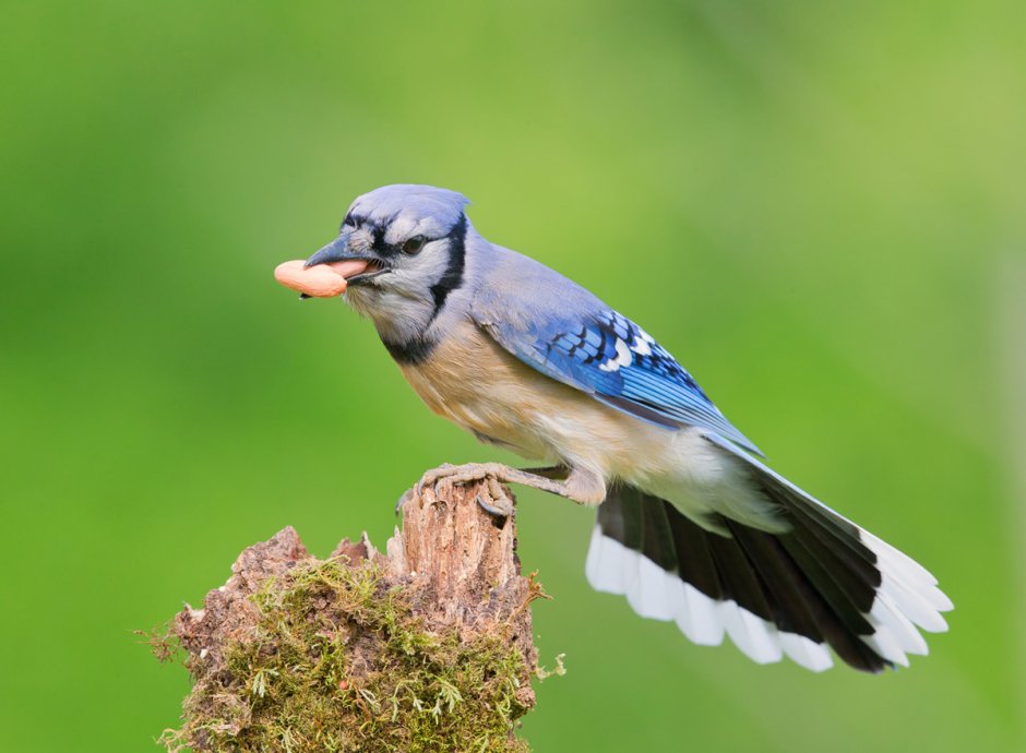 Blue Jay Лиза