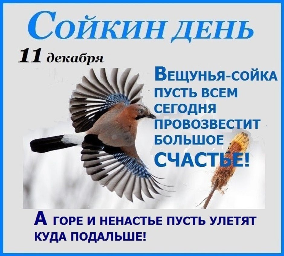 Сойкин день 11 декабря