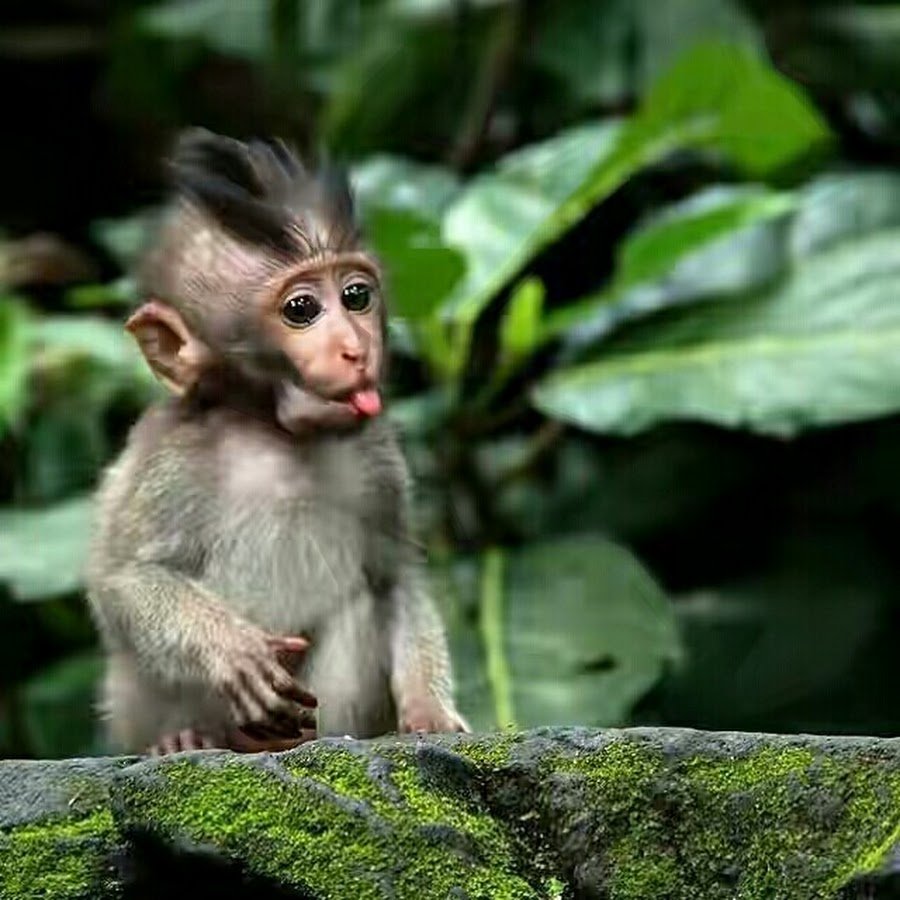 Мармозетка обезьянка