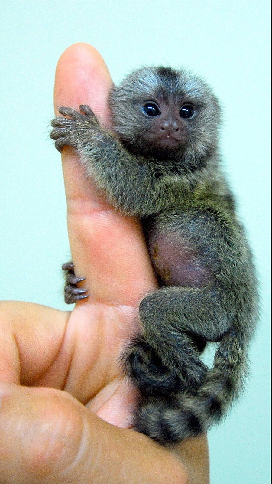 Маленькие ручные обезьянки