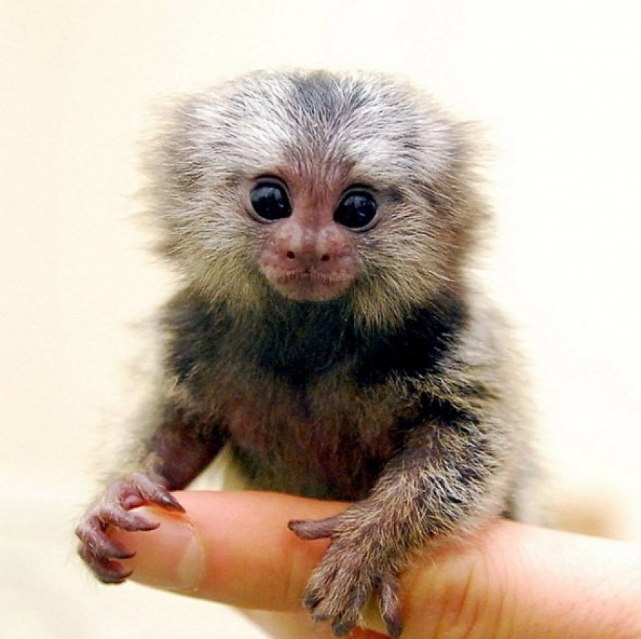 Карликовая мармозетка