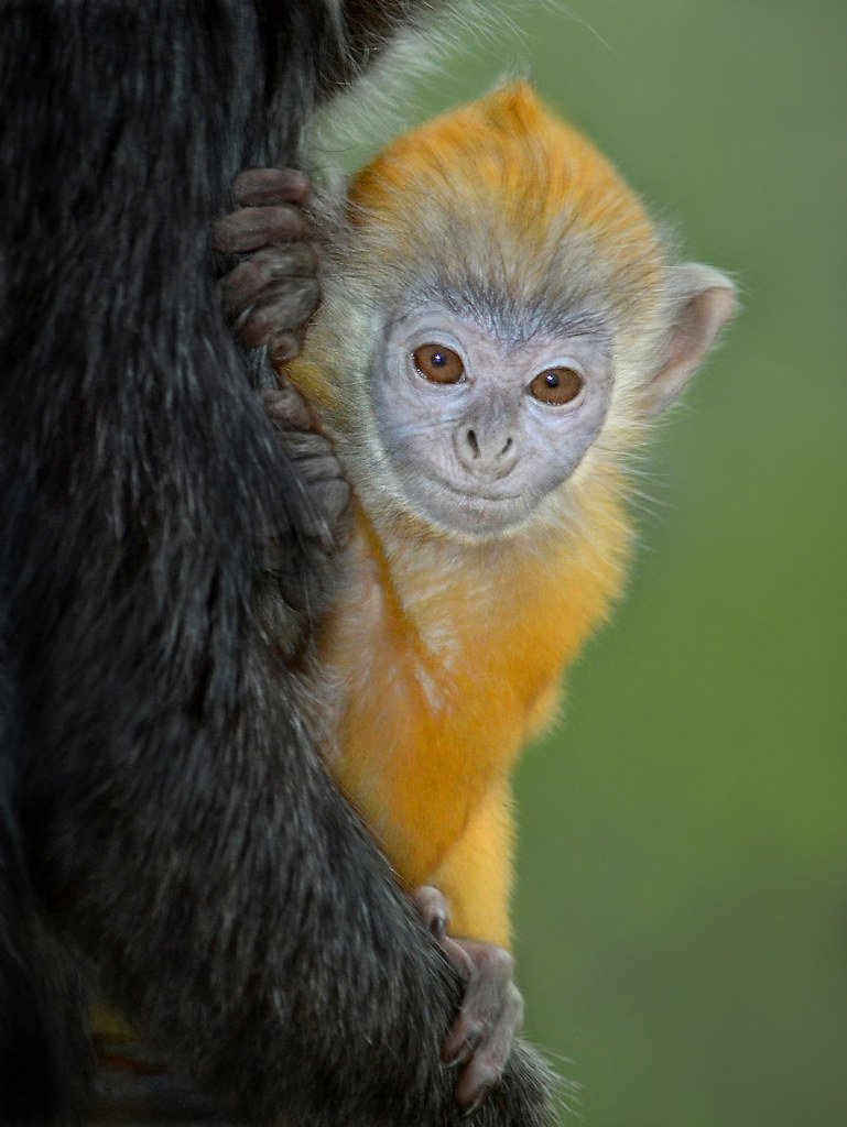 Игрунка обыкновенная мармозетка