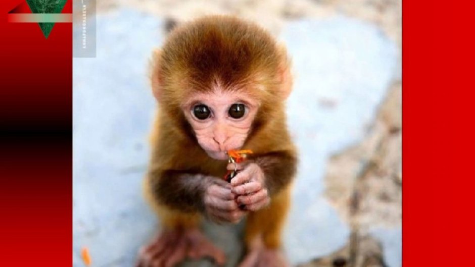 Маленькие обезьянки