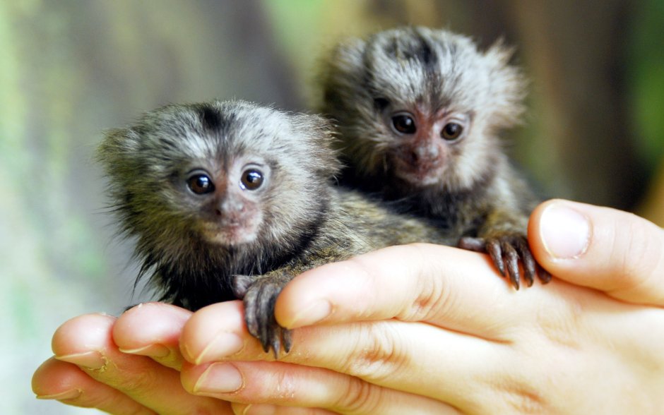 Карликовая мармозетка игрунка
