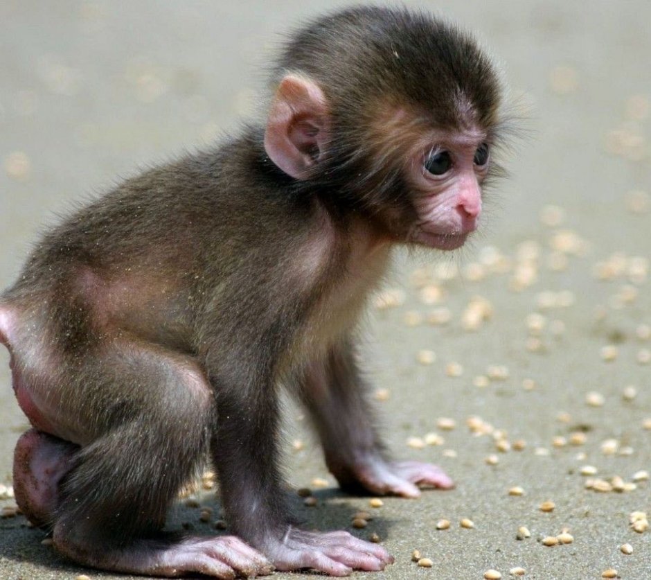 Маленькая зеленая обезьянка