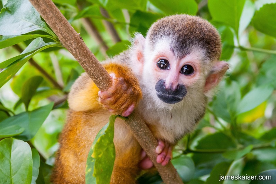 Карликовая обезьянка игрунка