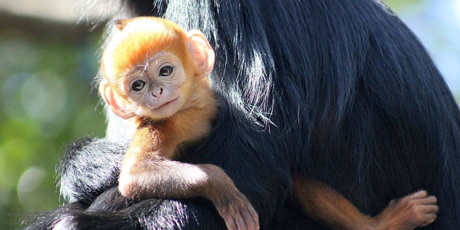 Домашняя обезьяна