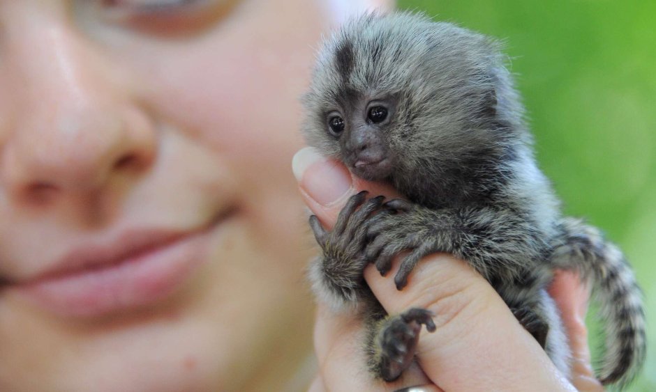 Красивая обезьянка