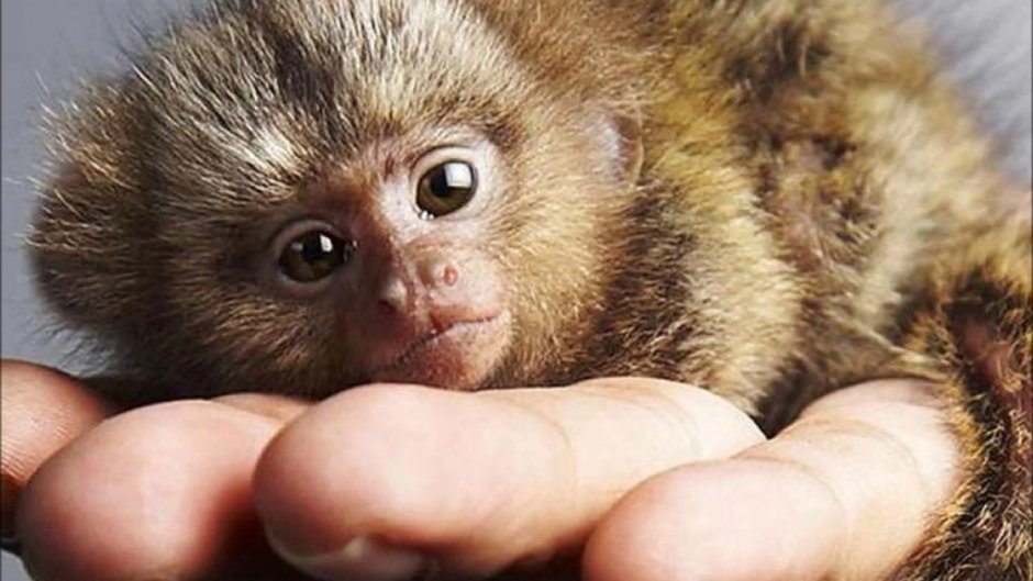 Маленькая обезьянка мармозетка