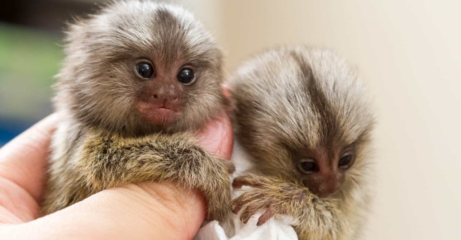 Белоголовый капуцин