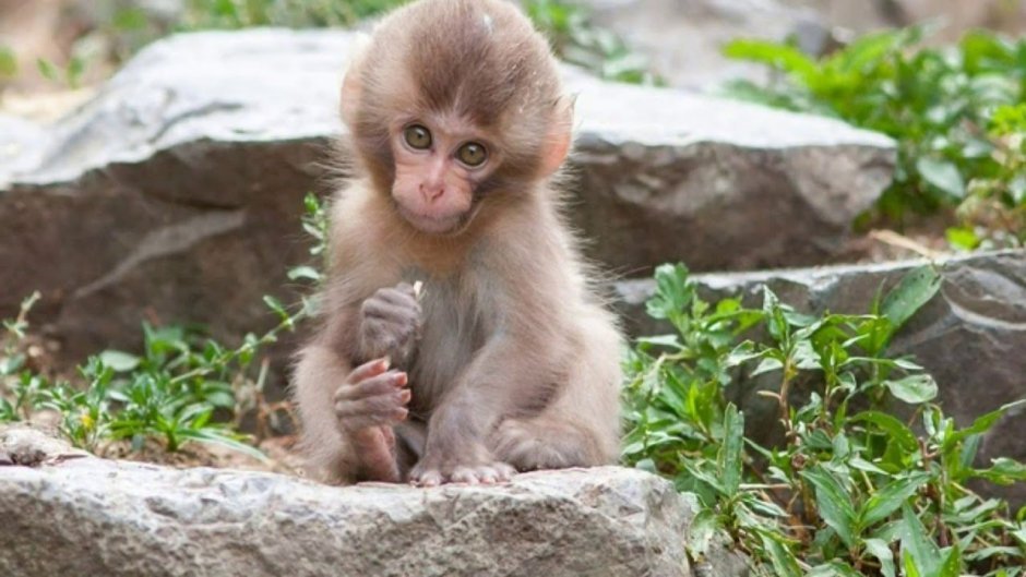 Карликовый капуцин