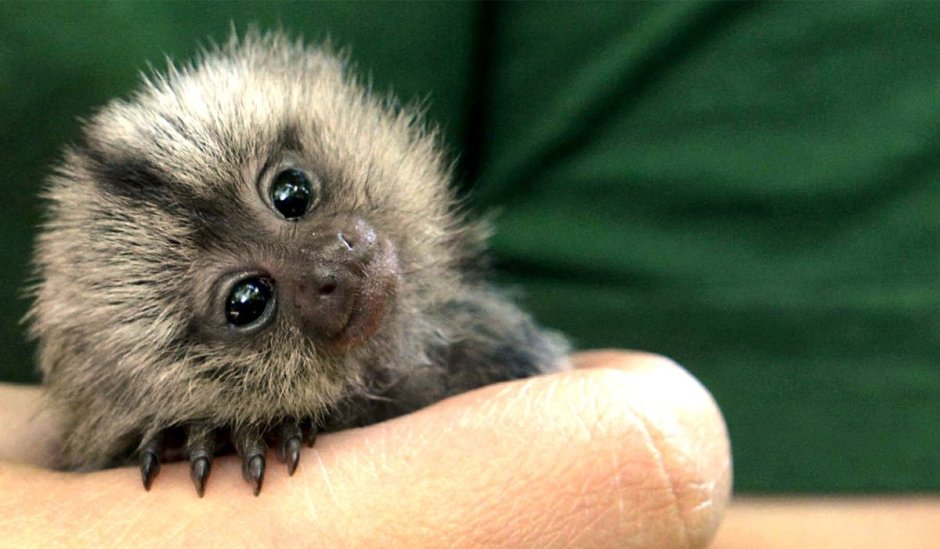 Карликовая обезьянка игрунка