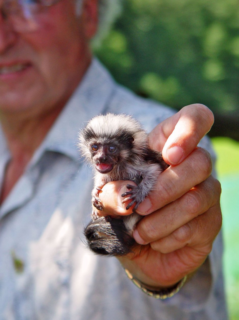 Маленькая обезьянка с языком