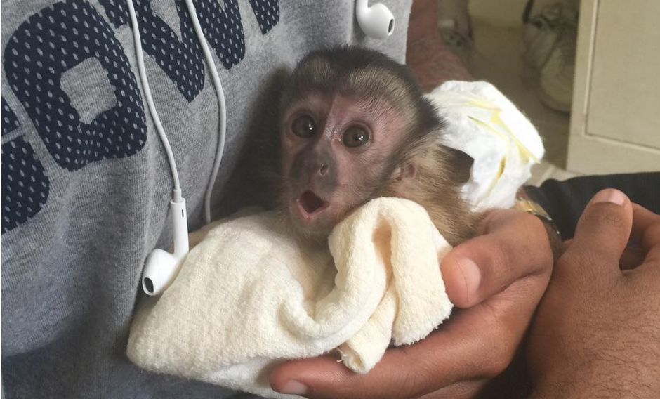 Обезьянка игрунка