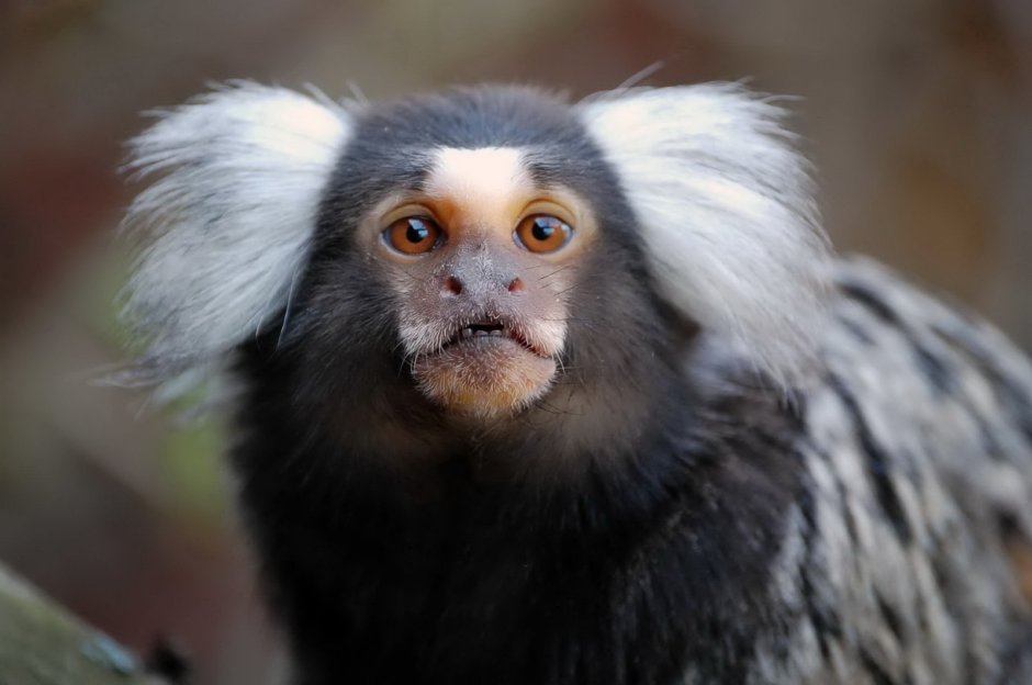 Обезьяны мармозетки