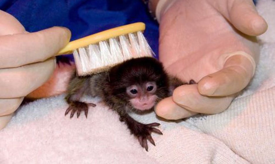 Игрунка обыкновенная мармозетка