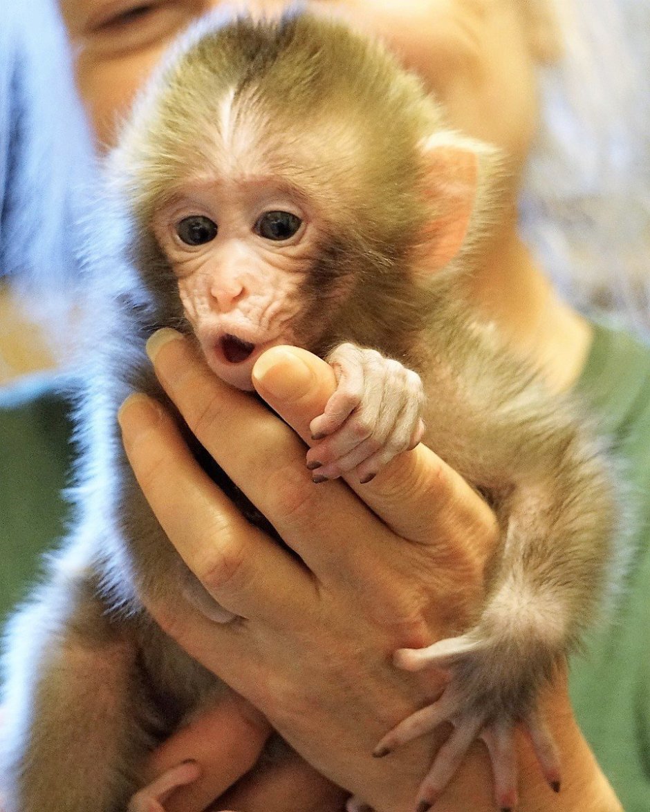 Карликовая обезьянка игрунка