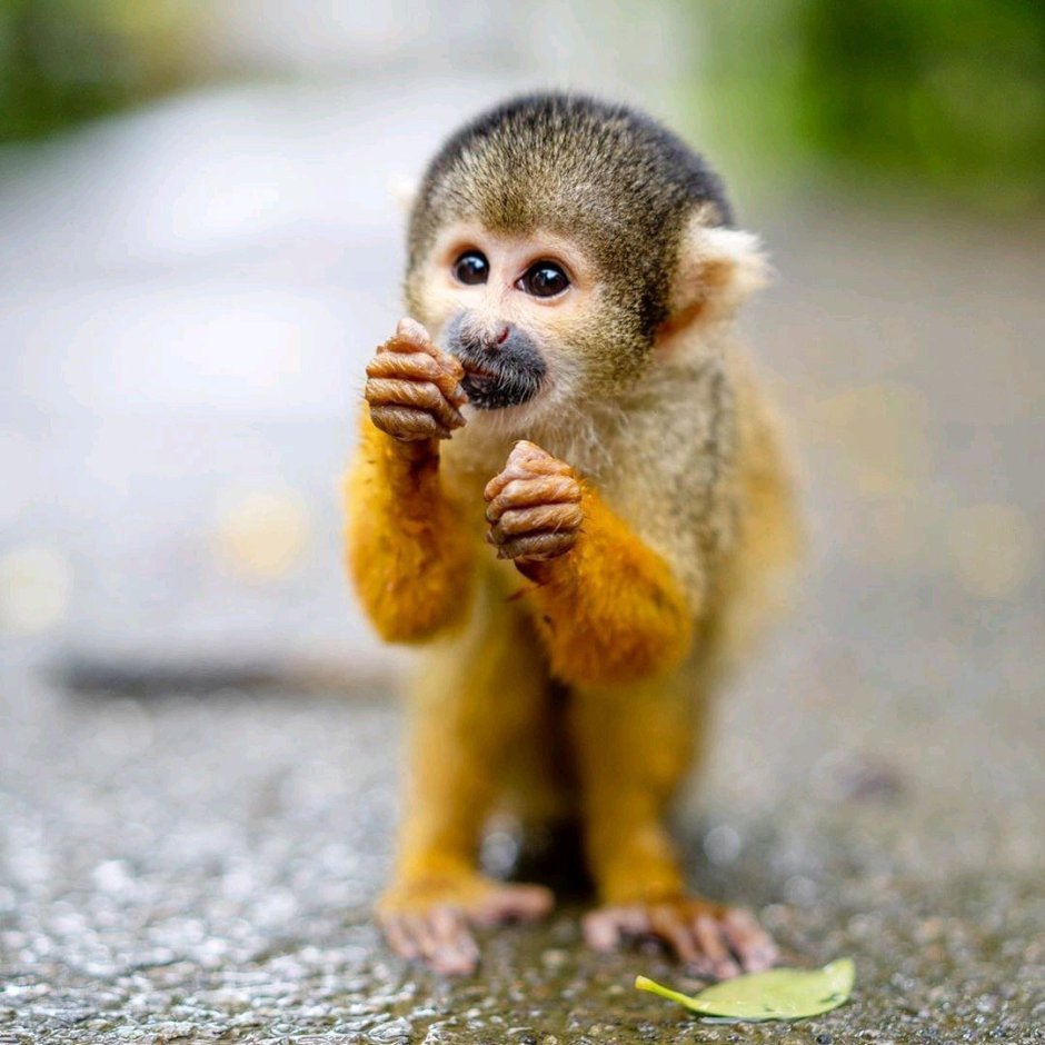 Маленькие обезьянки породы мармозетка