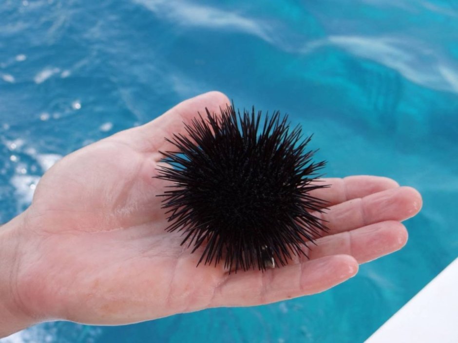 Urchin еж