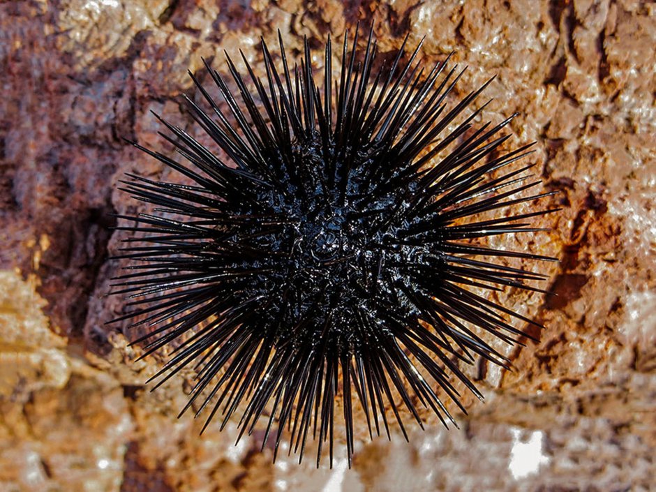 Arbacia lixula