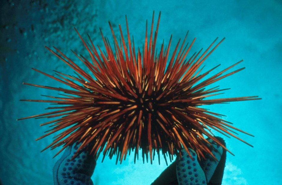 Морские Ежи (Echinoidea)