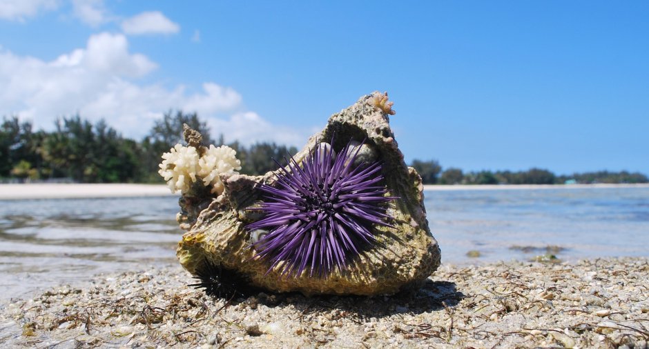 Strongylocentrotus franciscanus