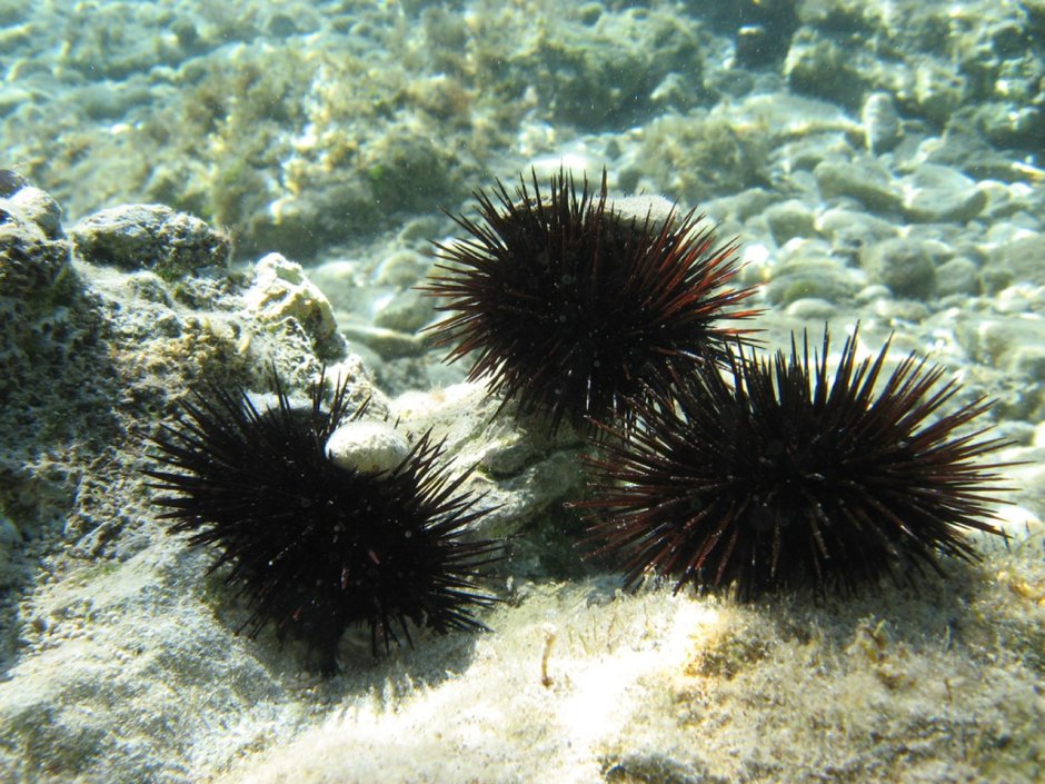 Echinus esculentus