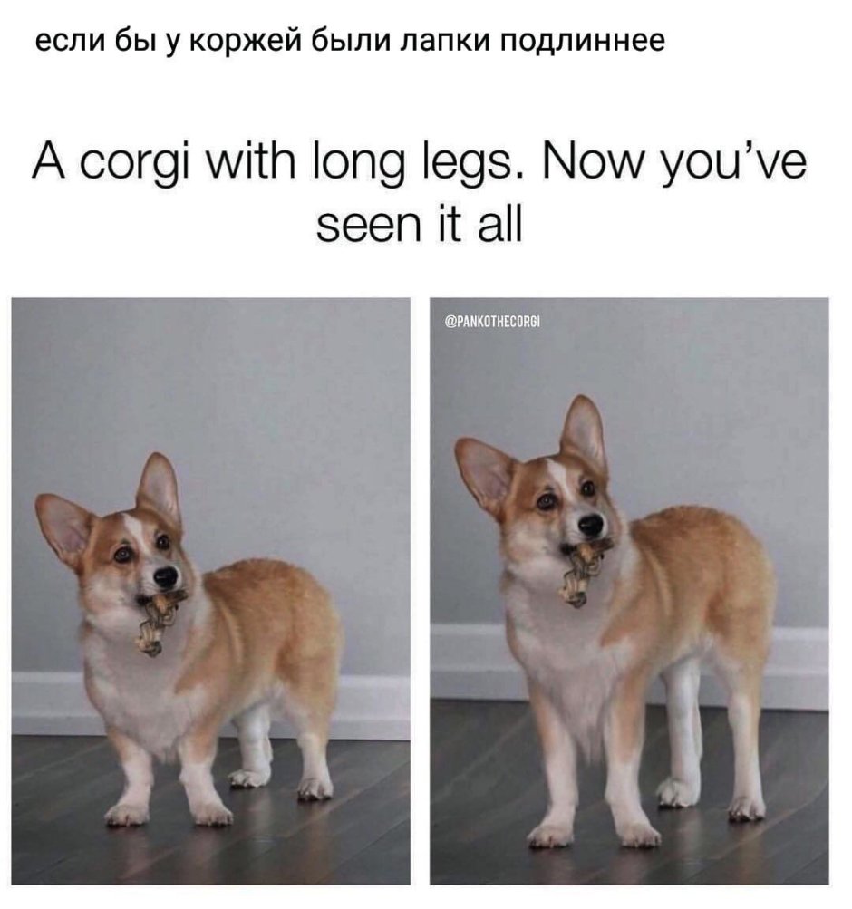 Вельш корги пемброк сзади