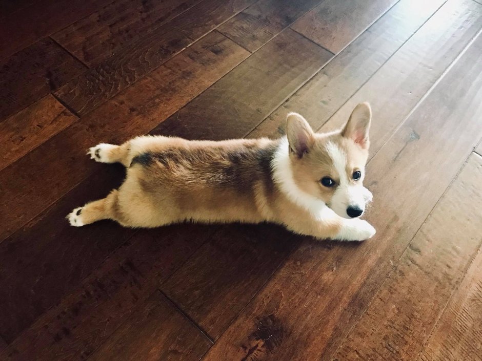 Корги пемброк Sploot