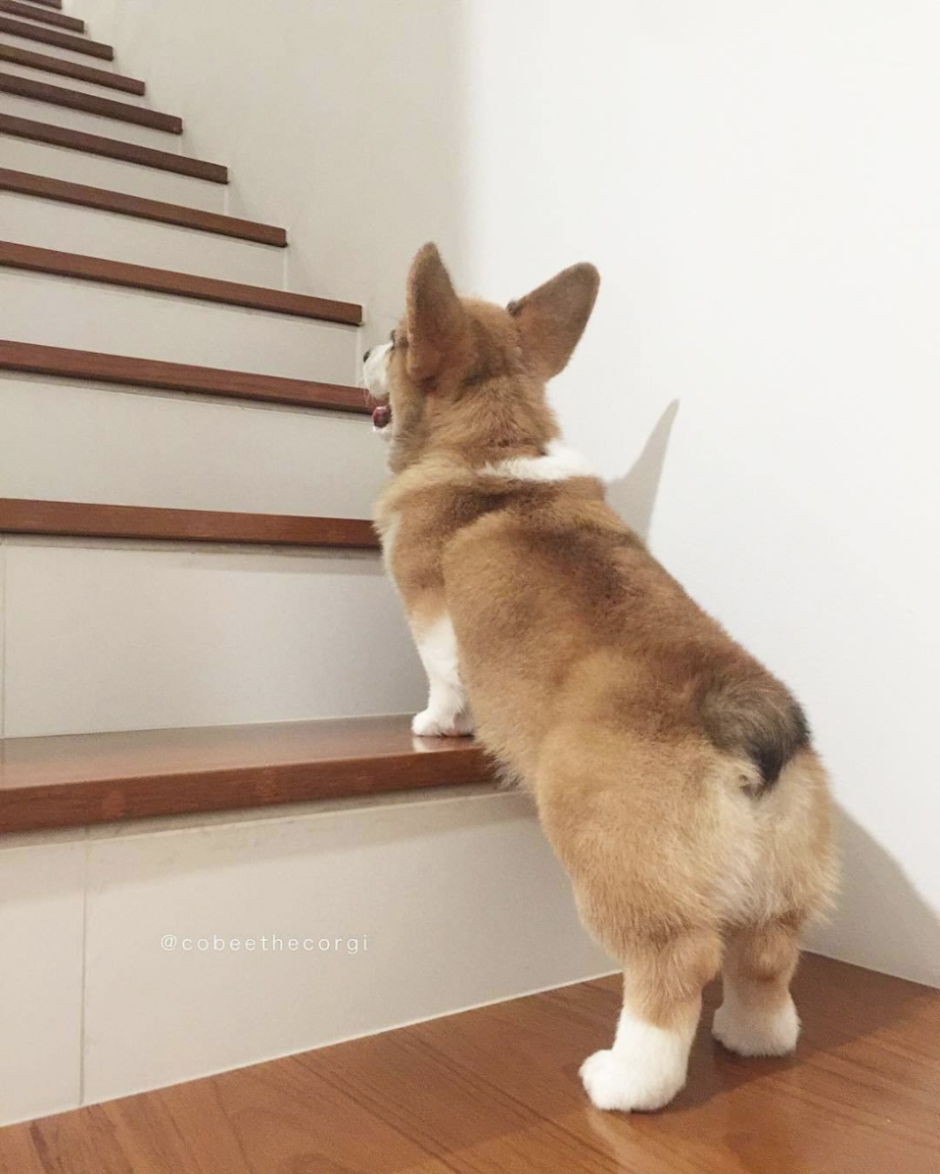 Вельш корги пемброк