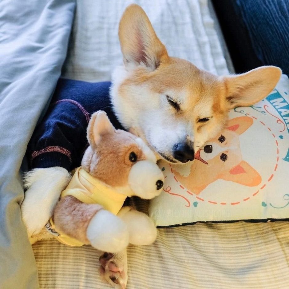 Собака корги