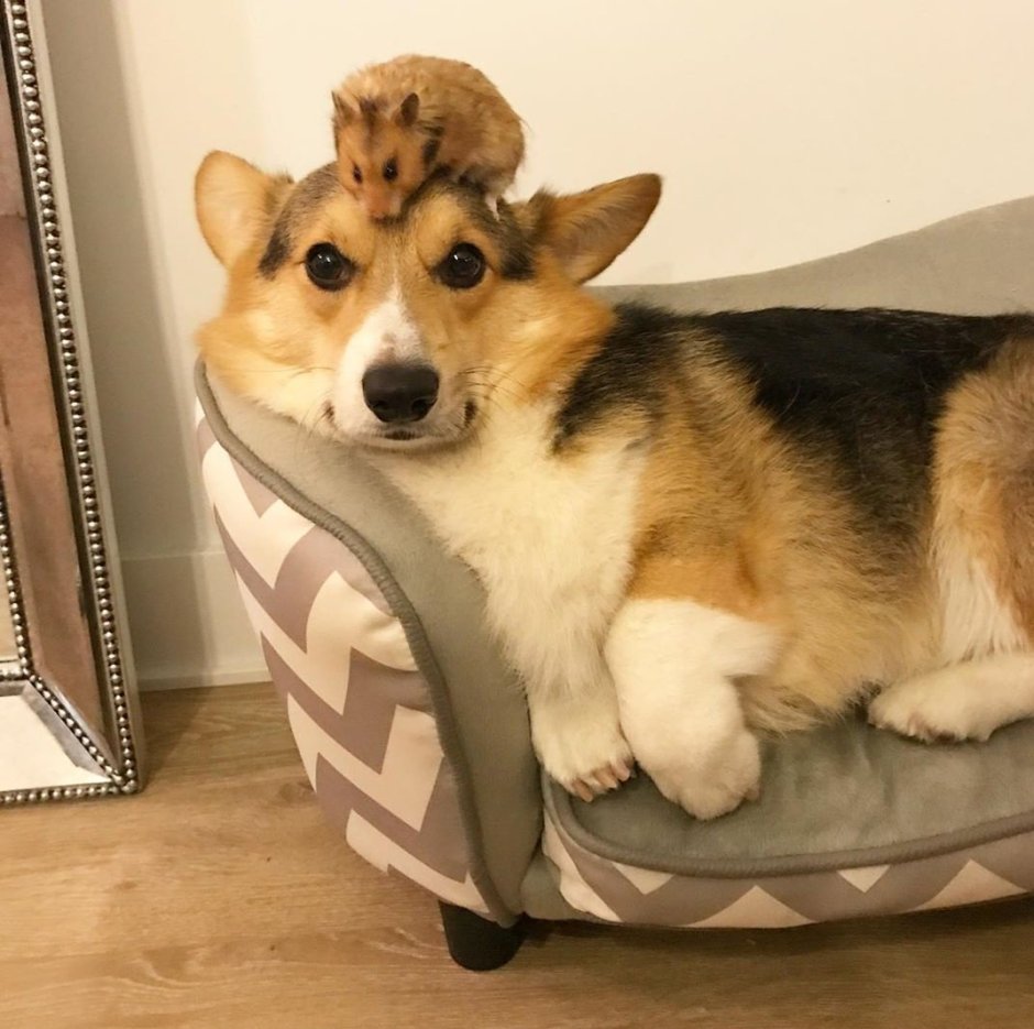 Леонардо корги