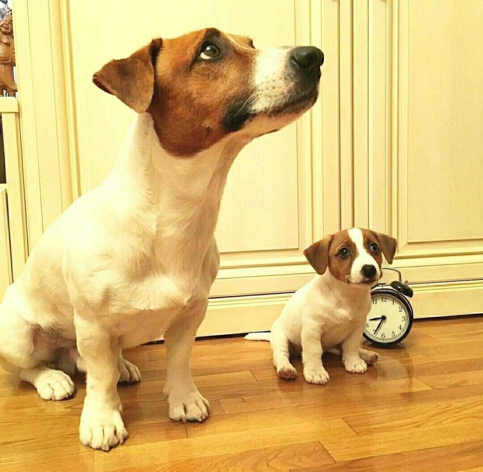 Корги Ноа