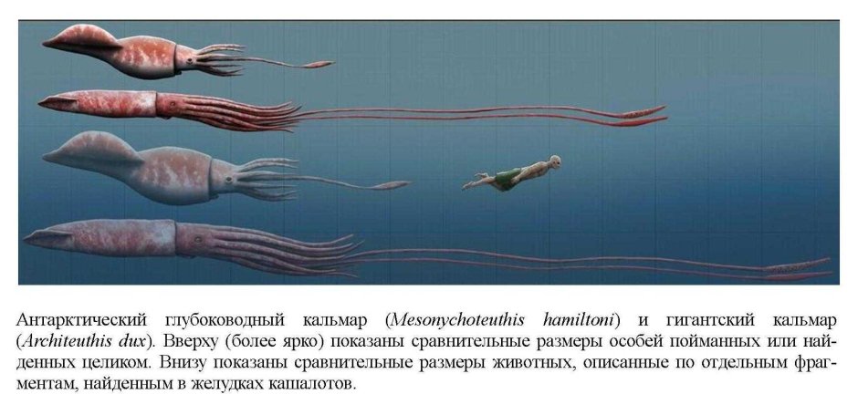 Кракен это осьминог или кальмар