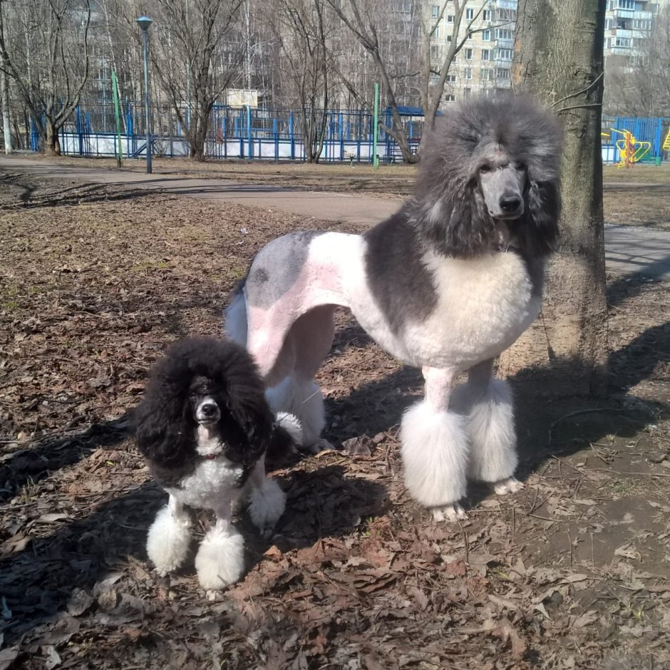 Мраморный карликовый пудель