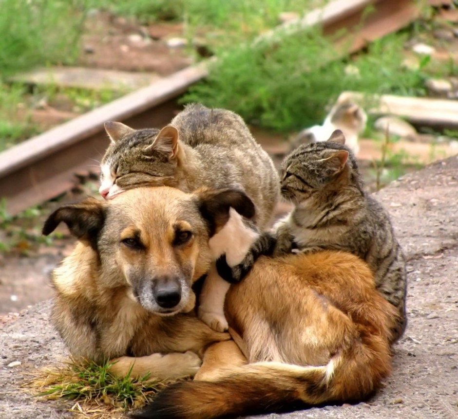 Животные помогают друг другу котики