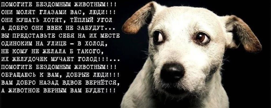 Бездомные животные