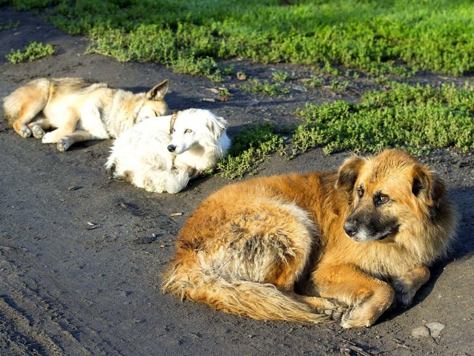 Бездомные животные